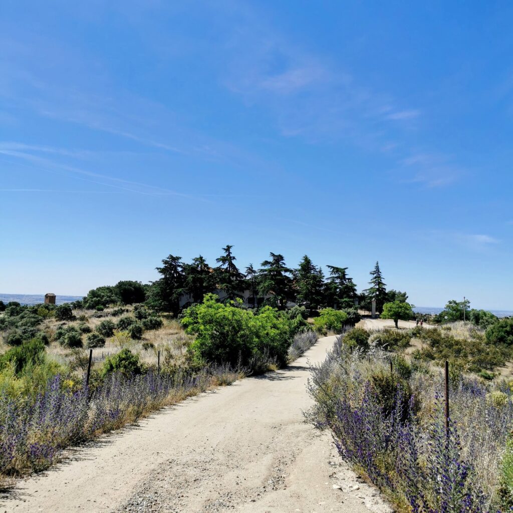 Foto eines Weges mit vielen Pflanzen